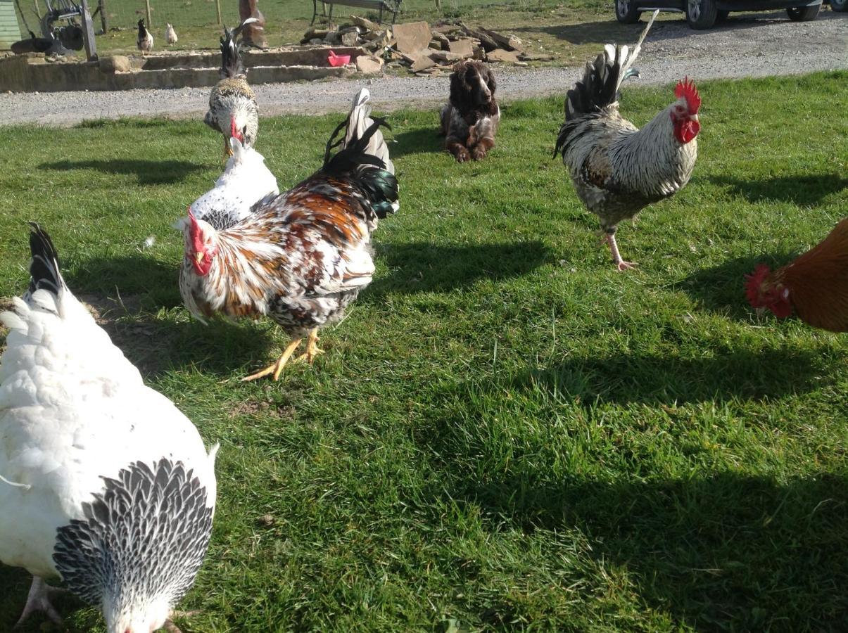 The Little Cow Shed Villa Swansea Bagian luar foto
